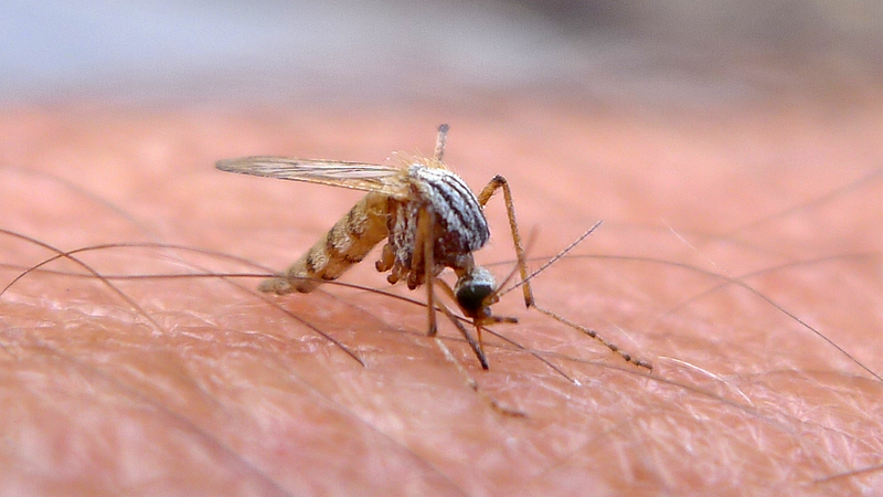 Illustration for article titled The Many Ways We're Using Mutant Mosquitos to Eradicate Disease